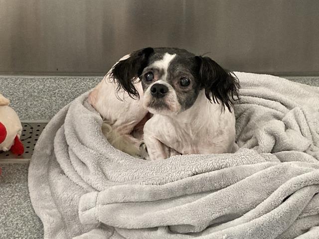 adoptable Dog in Orange, CA named THEO