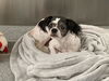 adoptable Dog in  named THEO