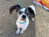 adoptable Dog in Orange, CA named THEO