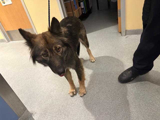 adoptable Dog in Orange, CA named PHILO