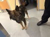 adoptable Dog in Orange, CA named PHILO