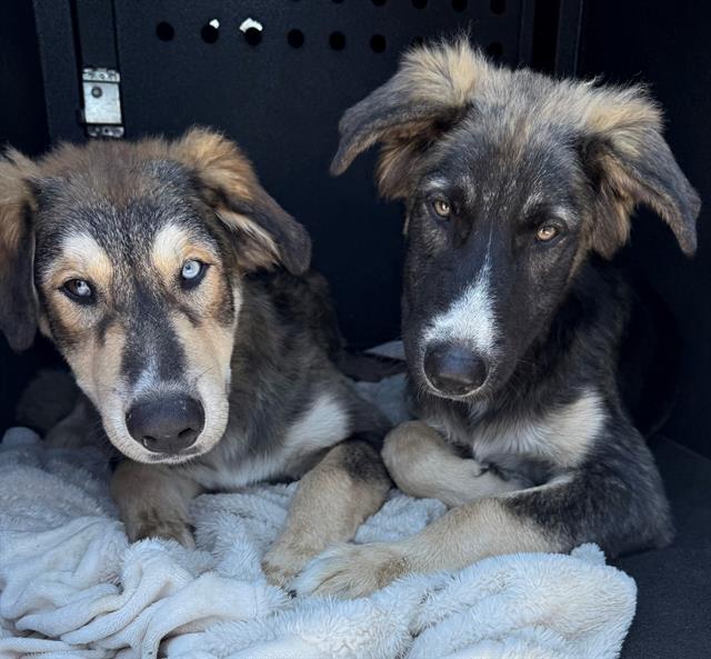 adoptable Dog in Orange, CA named LUCAS
