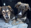 adoptable Dog in  named LUCAS