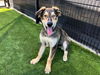 adoptable Dog in  named LUCAS