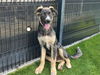 adoptable Dog in  named TEDDY