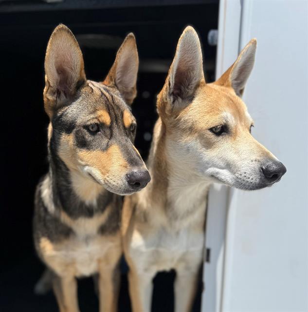 adoptable Dog in Orange, CA named SOPHIE