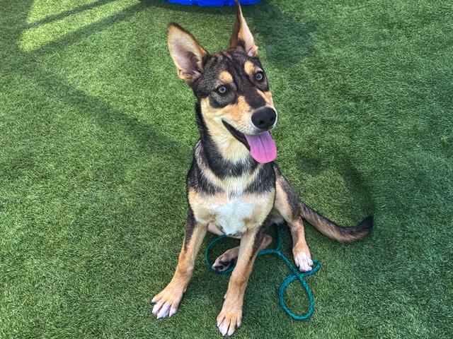 adoptable Dog in Orange, CA named SOPHIE