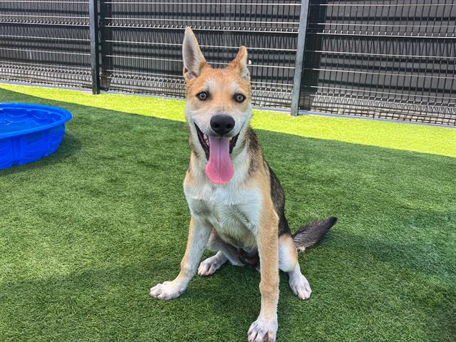 adoptable Dog in Orange, CA named CANDY