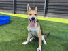 adoptable Dog in  named CANDY