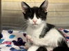 adoptable Cat in orange, CA named SKYWALKER