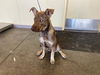 adoptable Dog in orange, CA named VIZZINI