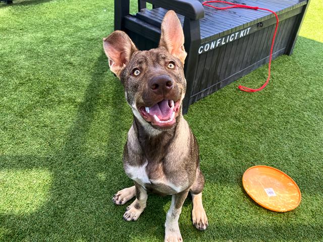 adoptable Dog in Orange, CA named VIZZINI