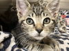 adoptable Cat in Orange, CA named ODDJOB