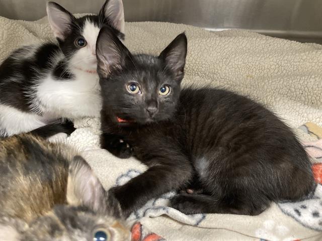 adoptable Cat in Orange, CA named HONEY