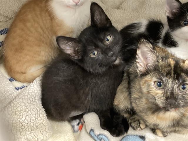 adoptable Cat in Orange, CA named TATIANA