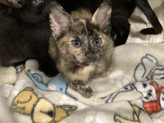 adoptable Cat in Orange, CA named ZORA