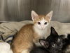 adoptable Cat in Orange, CA named JAMES BOND