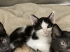 adoptable Cat in Orange, CA named MONEYPENNY
