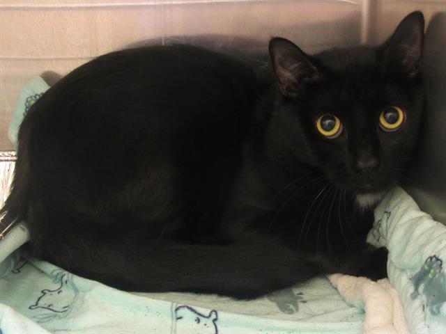 adoptable Cat in Orange, CA named ALFRED