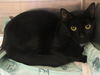 adoptable Cat in orange, CA named ALFRED