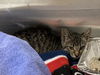 adoptable Cat in Orange, CA named JOSIE
