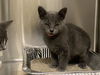adoptable Cat in Orange, CA named BROTATO