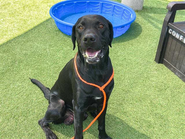 adoptable Dog in Orange, CA named BUDDY