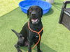 adoptable Dog in Orange, CA named BUDDY