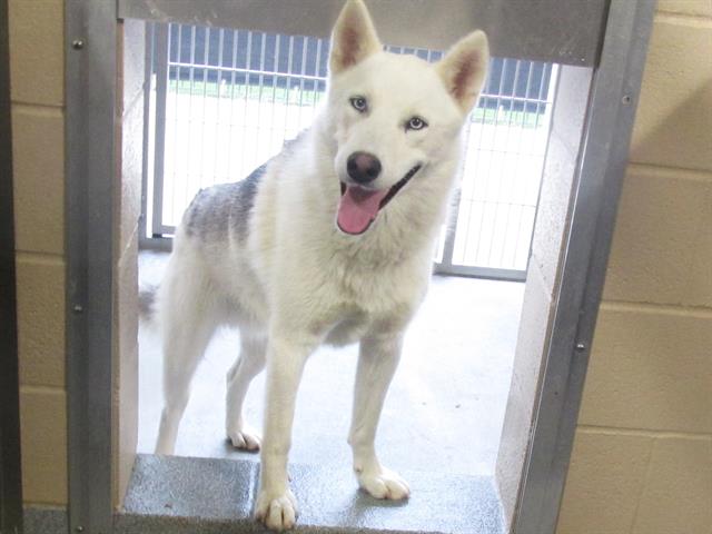 adoptable Dog in Orange, CA named BALOO