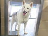 adoptable Dog in  named BALOO