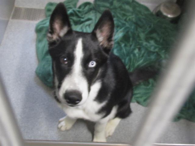 adoptable Dog in Orange, CA named CLAY