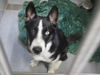 adoptable Dog in  named CLAY