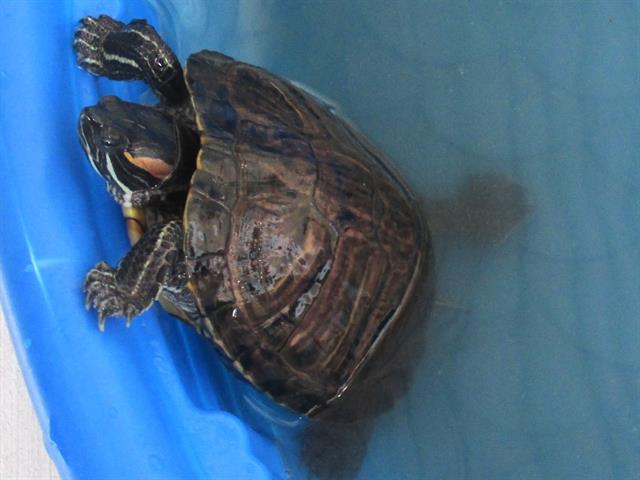 adoptable Turtle in Orange, CA named PINECONE