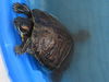 adoptable Turtle in  named PINECONE