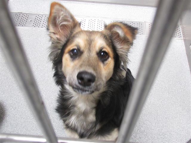 adoptable Dog in Orange, CA named BUCK