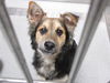 adoptable Dog in  named BUCK