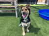 adoptable Dog in Orange, CA named BUCK