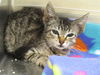 adoptable Cat in Orange, CA named MISTY