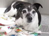 adoptable Dog in  named ZOEY