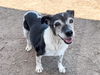 adoptable Dog in Orange, CA named ZOEY