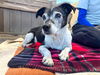 adoptable Dog in orange, CA named ZOEY