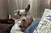 adoptable Dog in Orange, CA named BUSTER