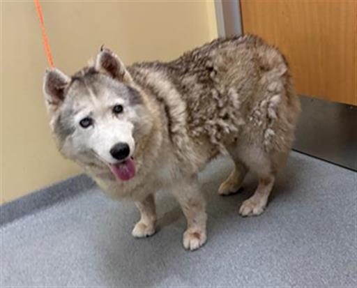 adoptable Dog in Orange, CA named LEIA