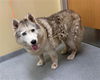 adoptable Dog in  named LEIA