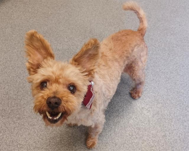 adoptable Dog in Orange, CA named ESMERALDA