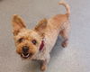 adoptable Dog in  named ESMERALDA