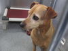 adoptable Dog in Orange, CA named HERBERT