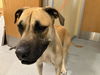 adoptable Dog in Orange, CA named JASPER