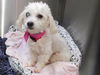 adoptable Dog in orange, CA named ABBY