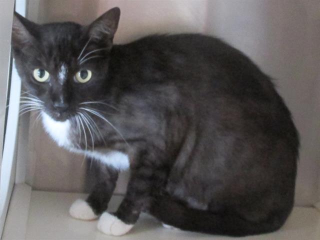 adoptable Cat in Orange, CA named MAEVE
